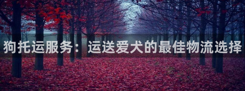 28圈昵称：狗托运服务：运送爱犬的最