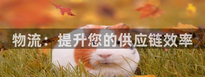 28圈注册地址：物流：提升您的供应链