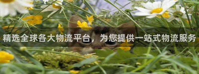 28圈分分压单双技巧：精选全球各大物